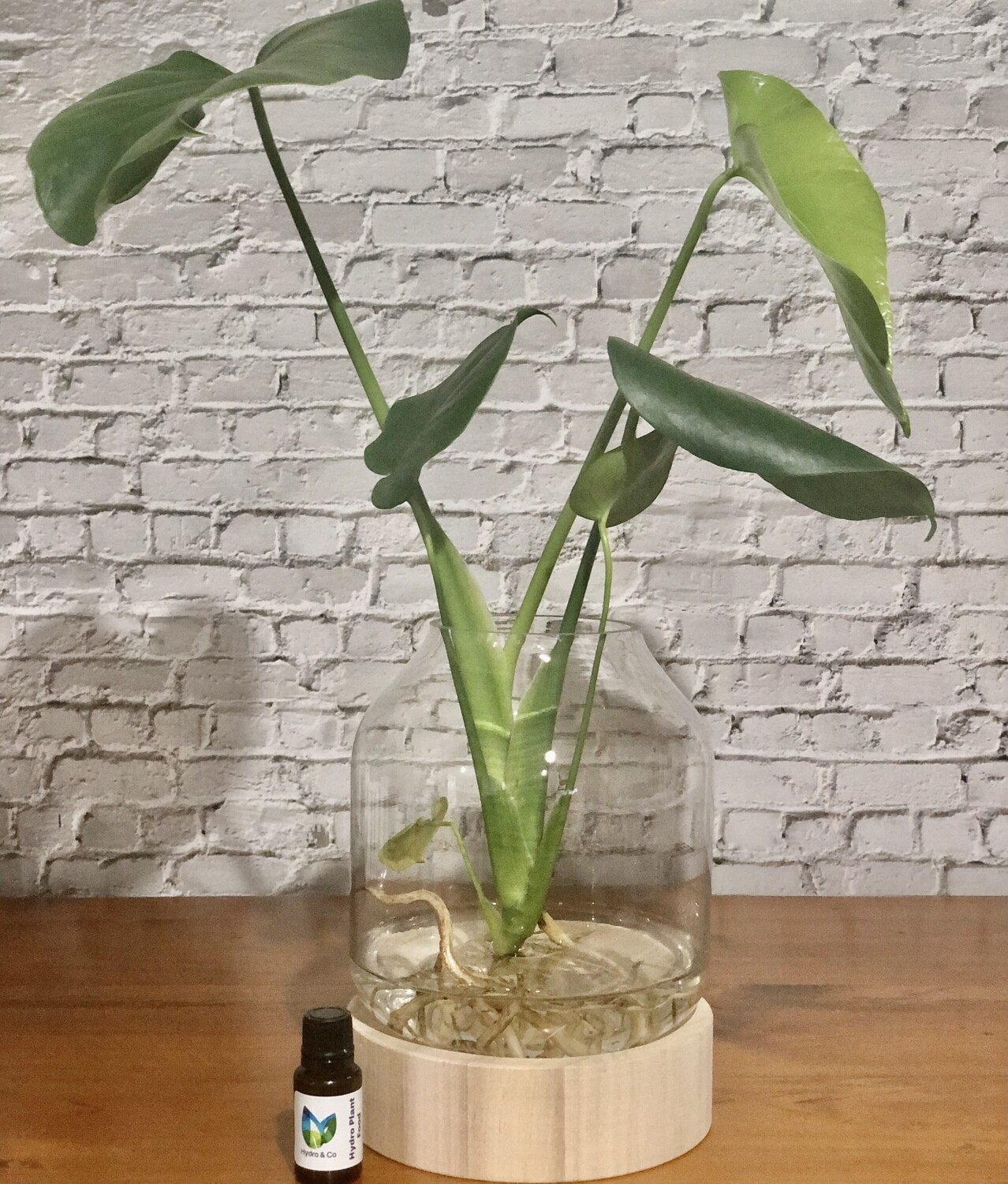 Monstera in Timber/ Glass vessel - Hydro plant