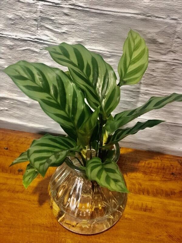 Calathea hydro (Small) - Hydro plant