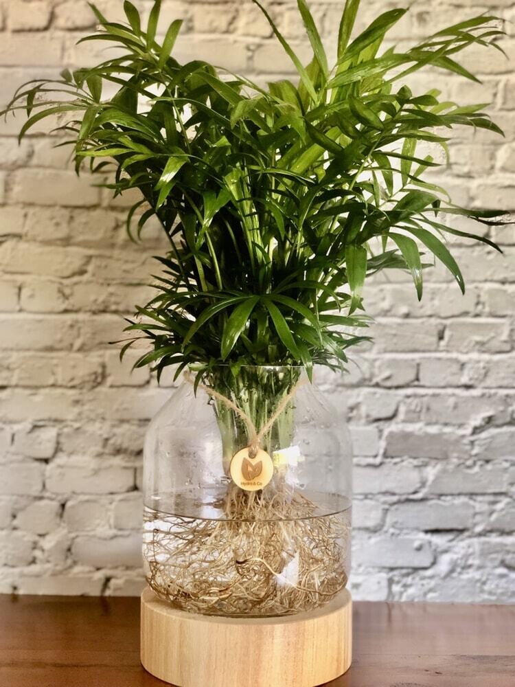 Parlor Palm featured in a timber / Glass vessel - Hydro plant