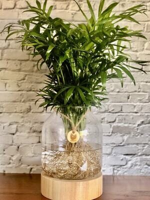 Parlor Palm featured in a timber / Glass vessel - Hydro plant