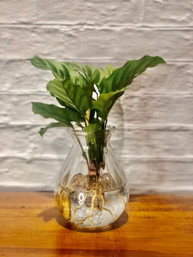 Calathea hydro (Small) - Hydro plant