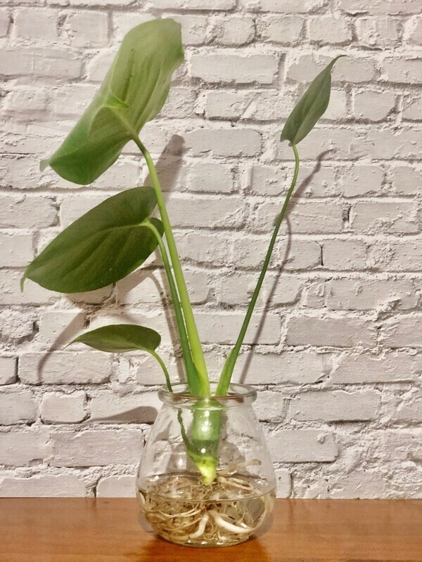 Monstera (Small) - Hydro plant