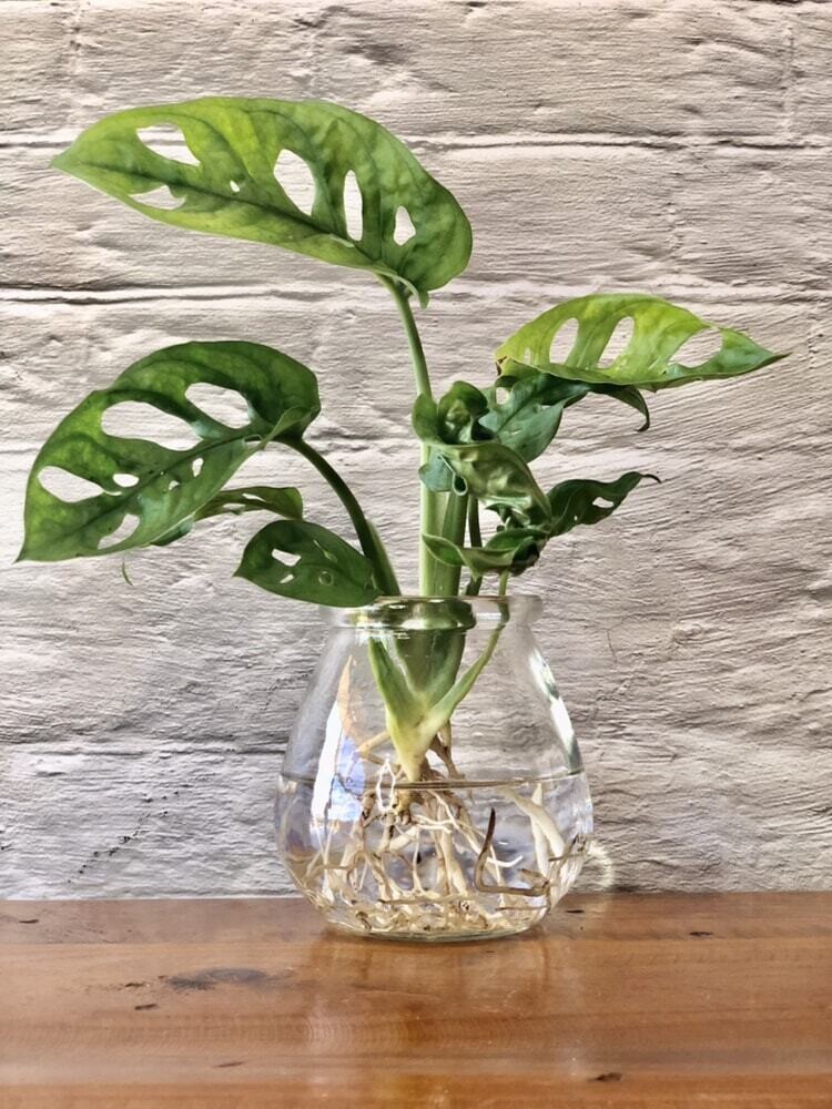 Monstera Monkey Mask - Hydro plant