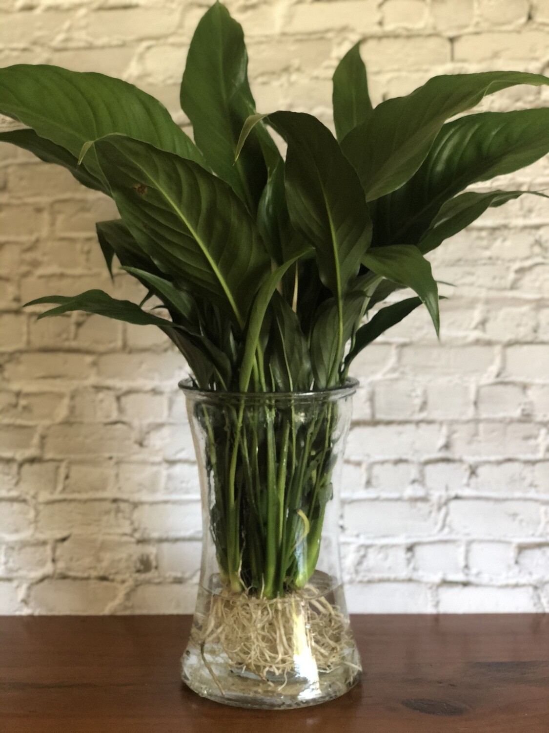 Peace Lily (Medium) in concave glass vessel  - Hydro plant