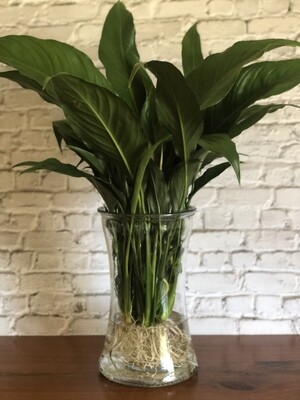 Peace Lily (Medium) in concave glass vessel  - Hydro plant