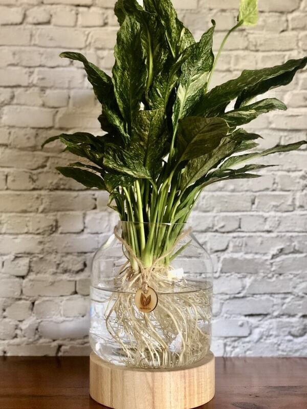 Peace Lily (Variegated) medium in a Timber / Glass Vessel  - Hydro plant