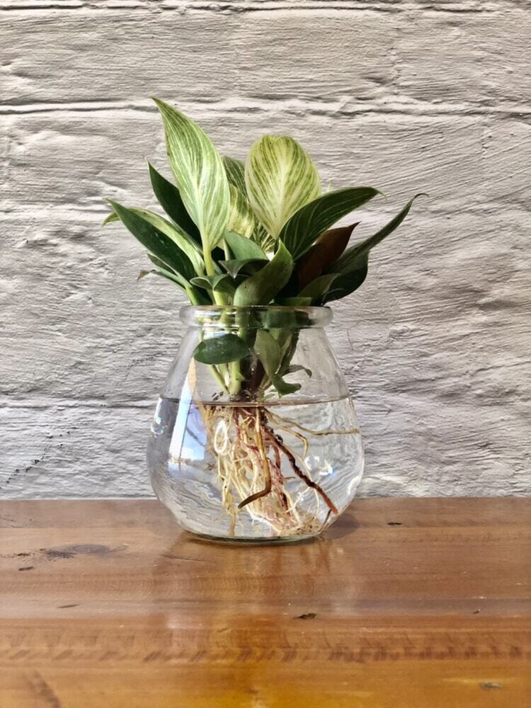 Philodendron Birkin (Small) - Hydro plant
