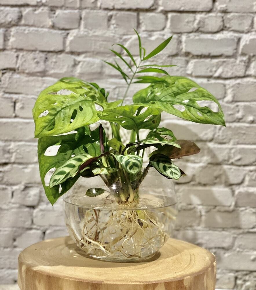 Hydro Botanical bowl (Small)