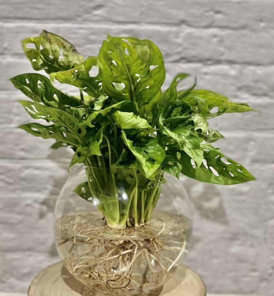 Monstera Monkey Mask (Medium) in a fish bowl  - Hydro plant
