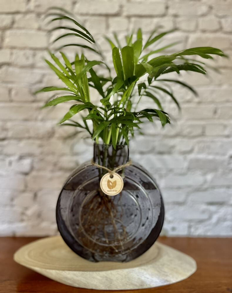 Parlor Palm inc Round glass vase - Hydro plant