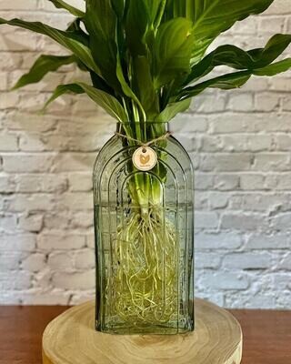 Peace Lily (Medium) inc tall glass vase - Hydro plant