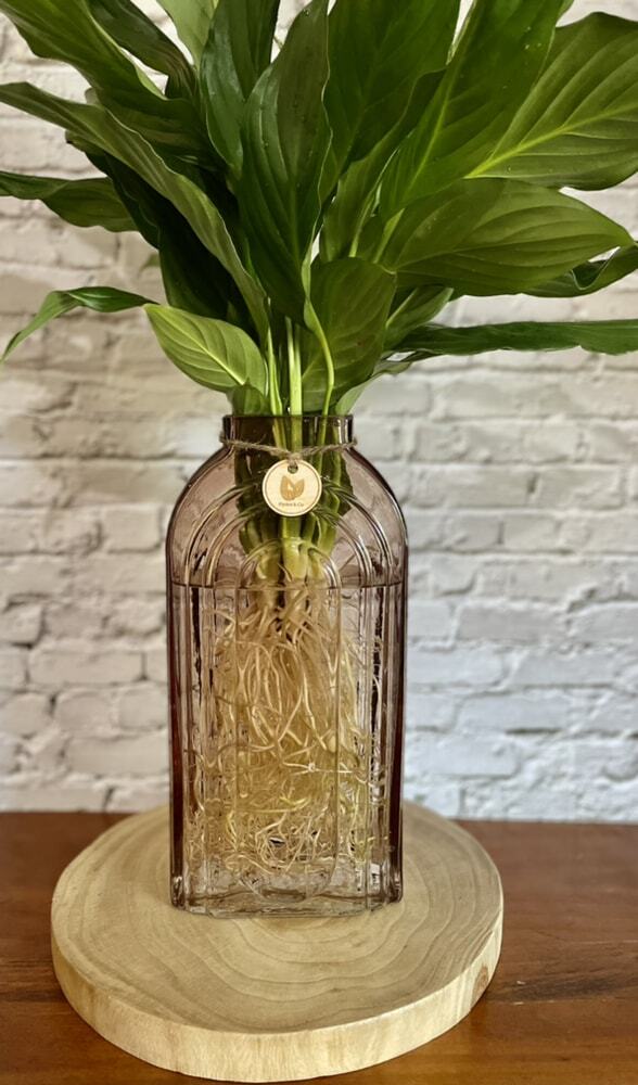 Peace Lily (Medium) inc tall glass vase - Hydro plant
