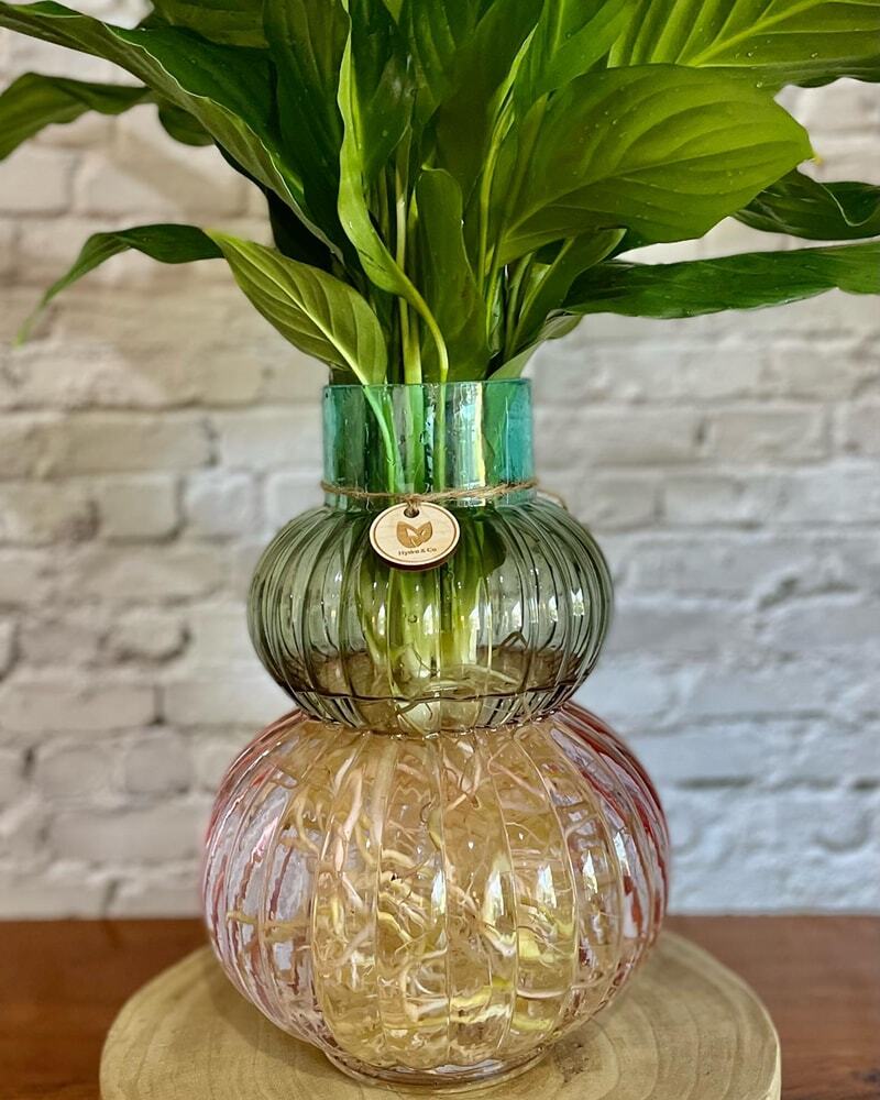 Peace Lily (Medium) in a Multicolored Glass vase  - Hydro plant