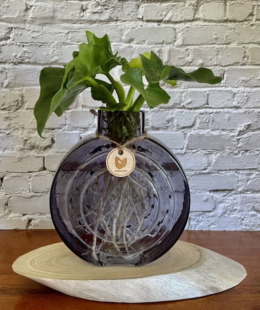 Philodendron Super Atom in round glass vase - Hydro plant