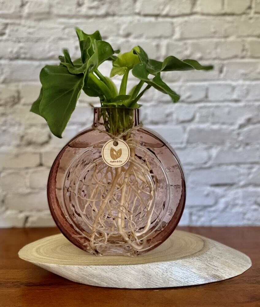 Philodendron Super Atom in round glass vase - Hydro plant