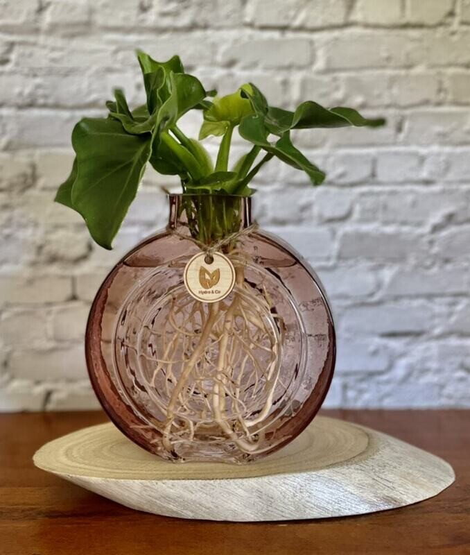 Philodendron Super Atom in round glass vase - Hydro plant