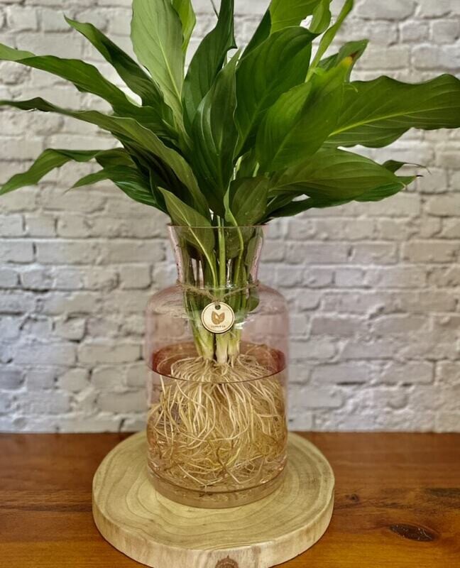 Peace Lily (Medium) in glass flared vase - Hydro plant