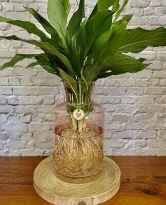 Peace Lily (Medium) in glass flared vase - Hydro plant