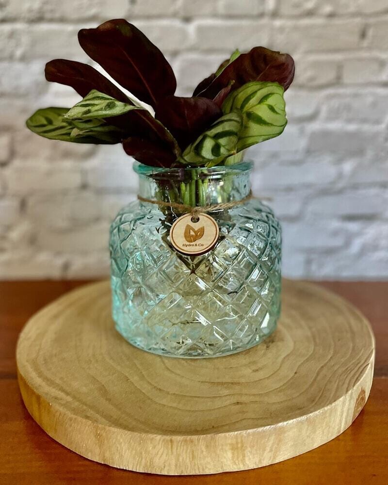 Ctenanthe Burle Marxii in a small glass bottle - Hydro Plant