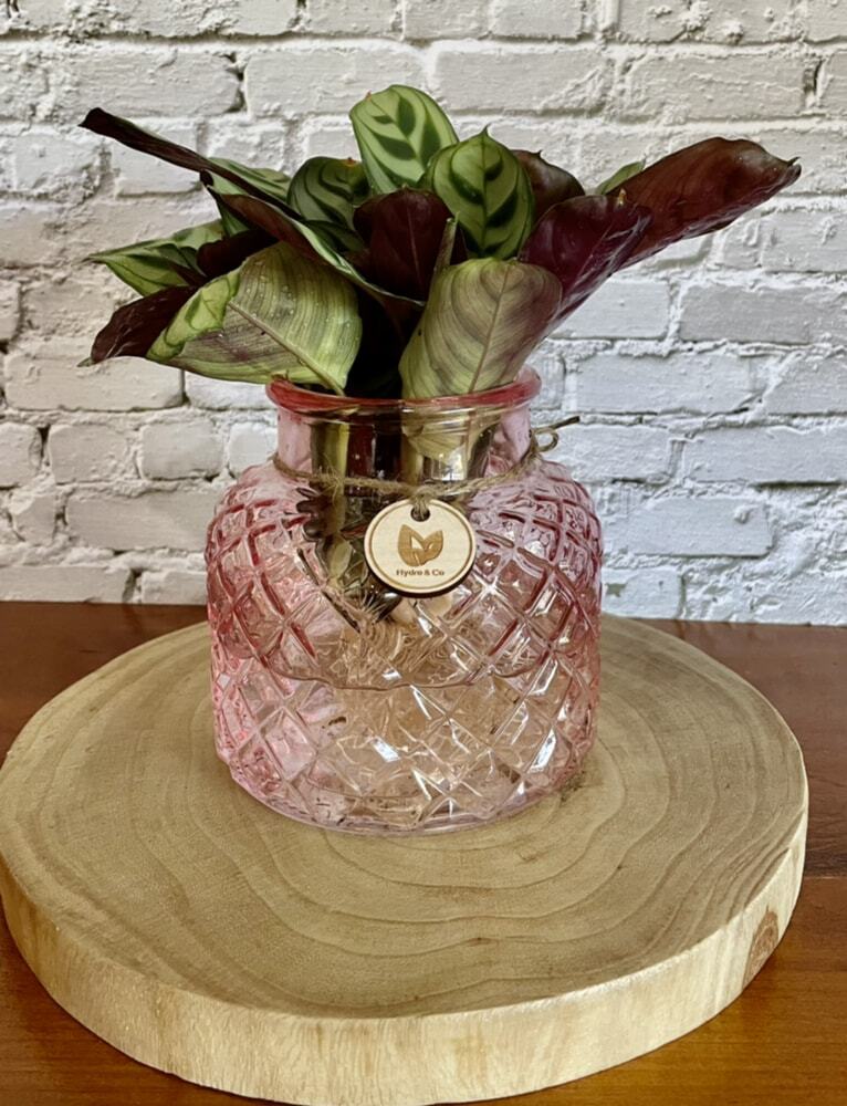 Ctenanthe Burle Marxii in a small glass bottle - Hydro Plant