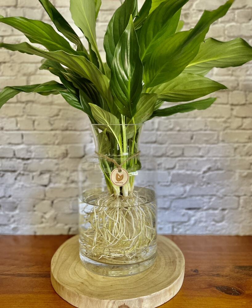 Peace Lily (Medium) in glass flared vase - Hydro plant