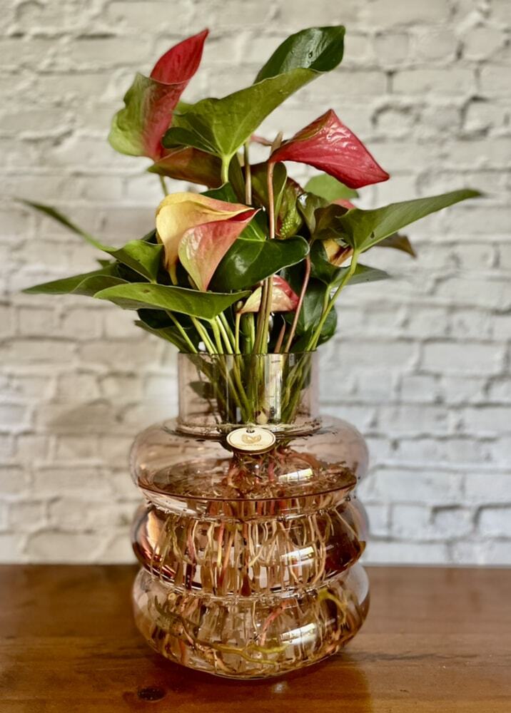 Anthurium (Medium) in a bubble vase - Hydro plant