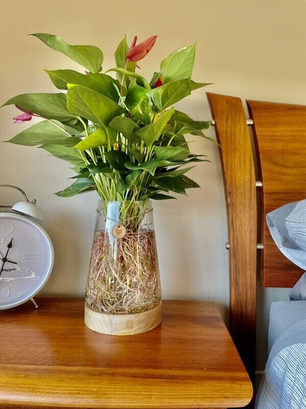 Anthurium (Large) In Timber / Glass Torpedo Vase - Hydro Plant