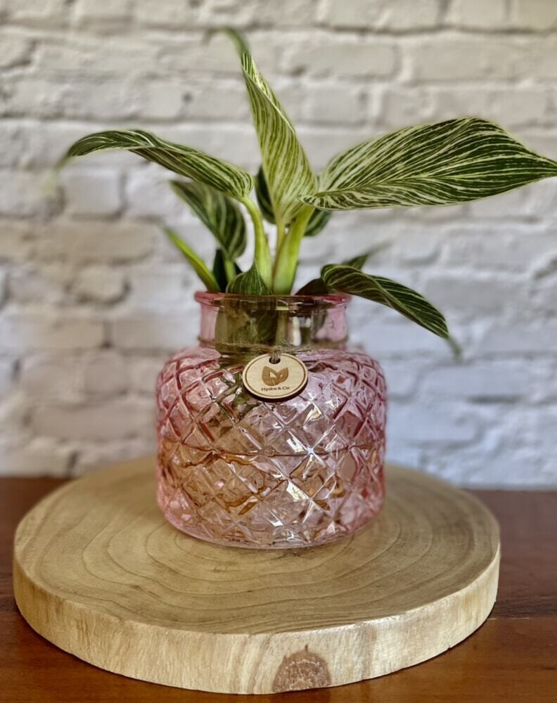 Philodendron Birkin in small coloured bottle