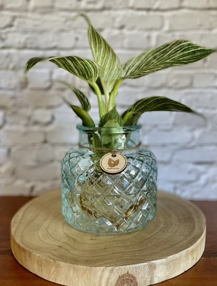 Philodendron Birkin in small coloured bottle