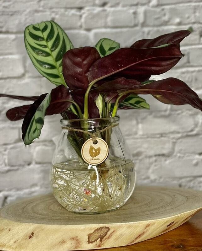 Ctenanthe Burle Marxii - Small Hydro plant