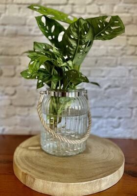 Monstera Monkey Mask in Hurricane rope vase - Hydro plant