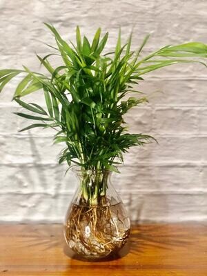 Parlor Palm (Small) in a glass vase