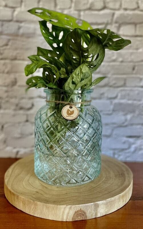 Monstera Monkey Mask in a glass bottle