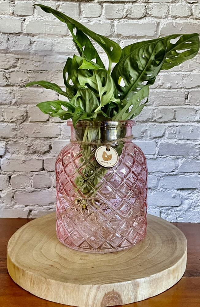 Monstera Monkey Mask in a glass bottle