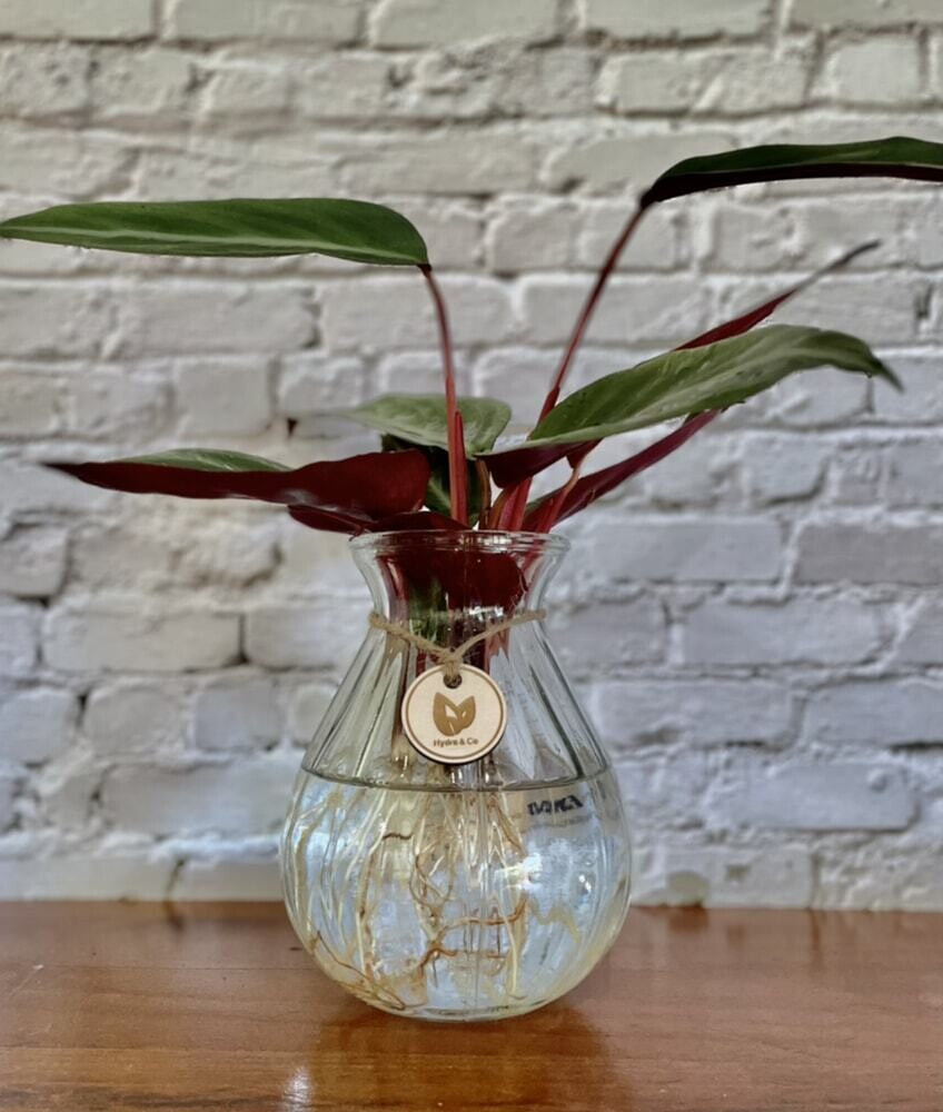 Stromanthe Sanguinea (Small) in a Vintage vase -Hydro Plant