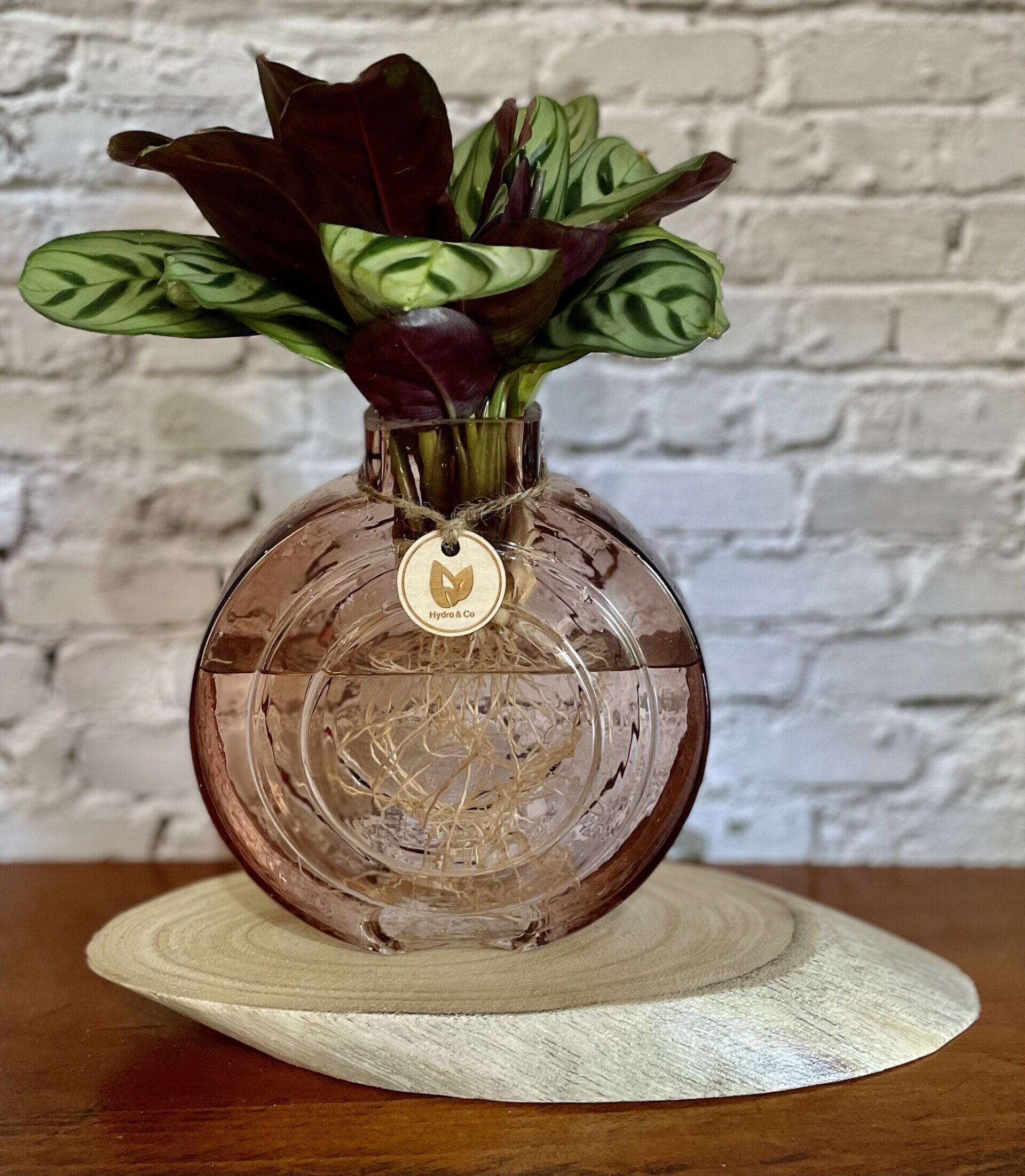 Ctenanthe Burle Marxii inc Round glass vase