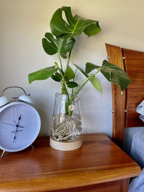 Monstera (Large) - Hydro Plant