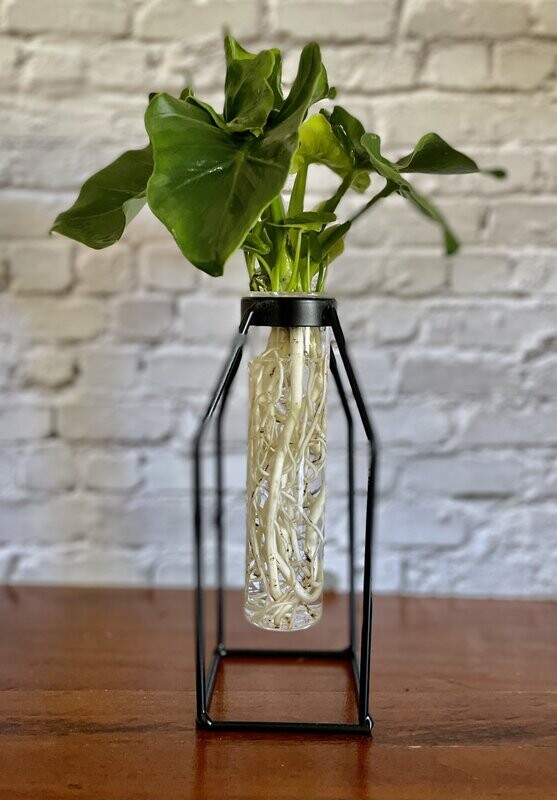 Test Tube and Stand (Small) - Hydro plant