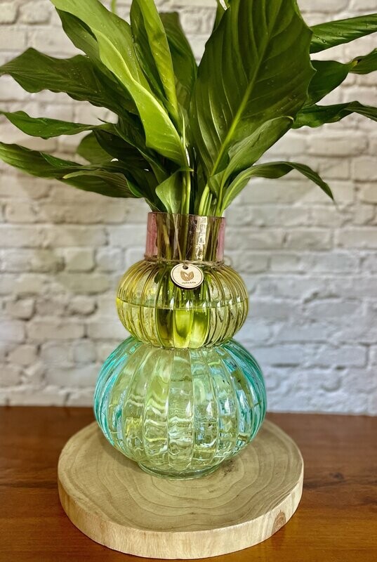 Peace Lily (Medium) in a Multicolored Glass vase  - Hydro plant