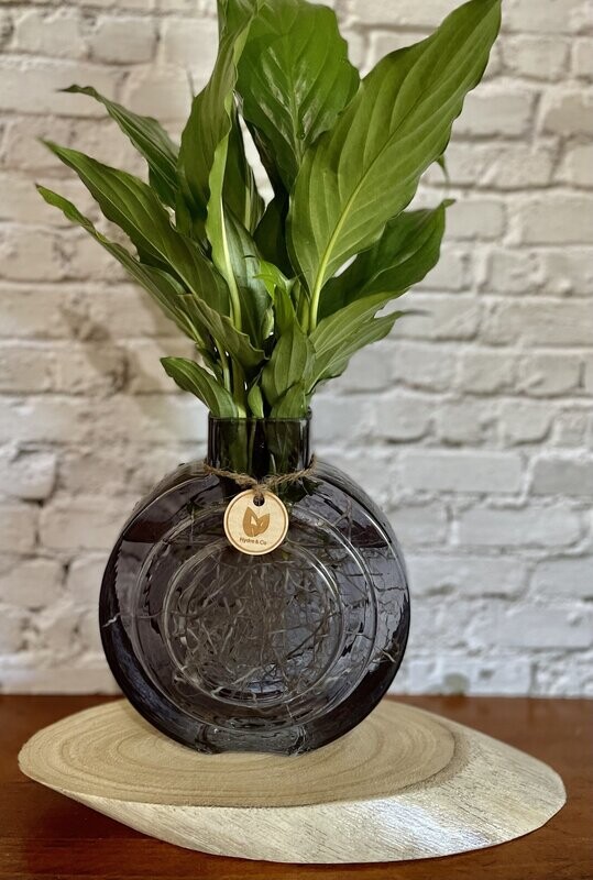 Peace Lily in Round glass vase - Hydro plant