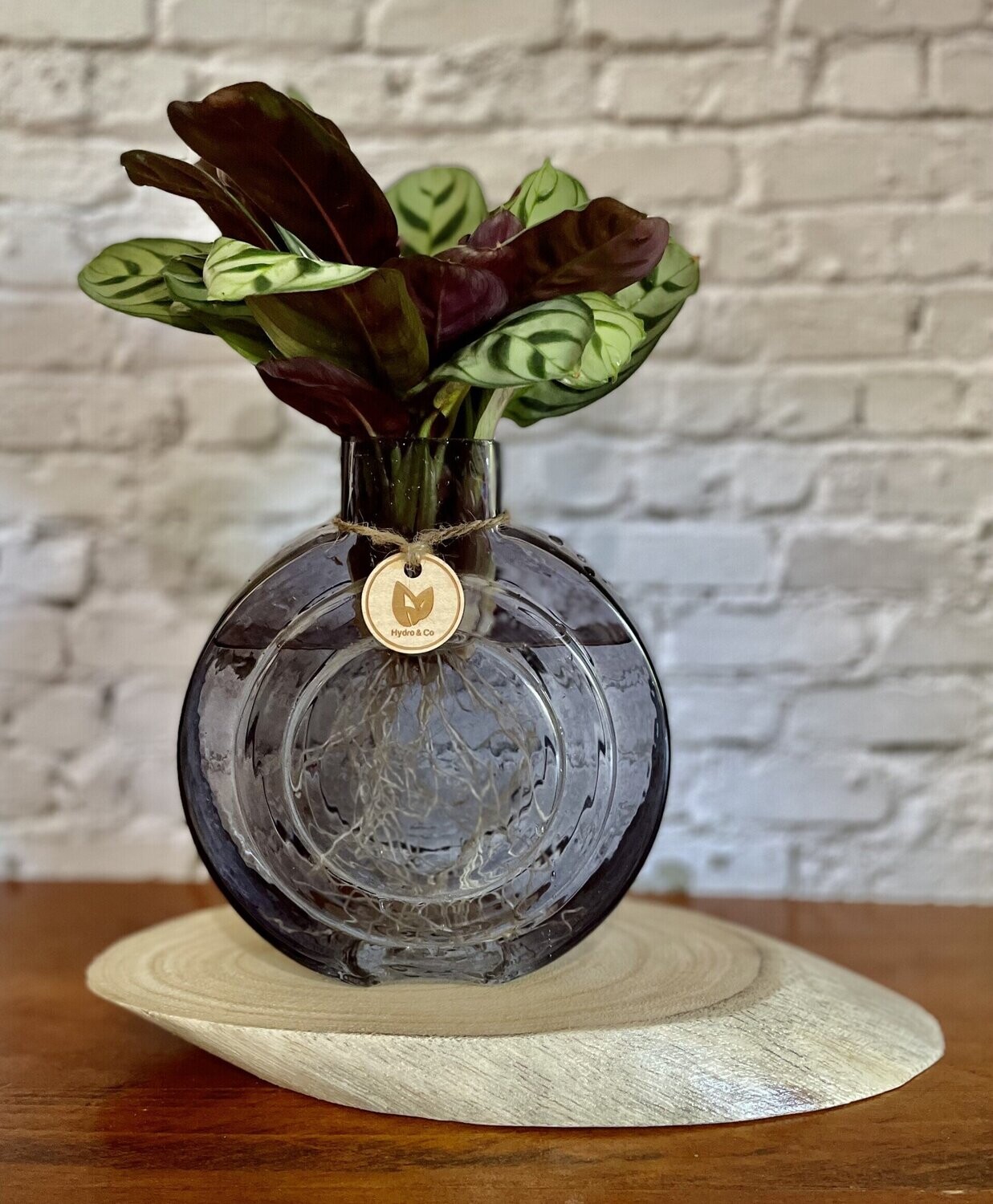 Ctenanthe Burle Marxii inc Round glass vase