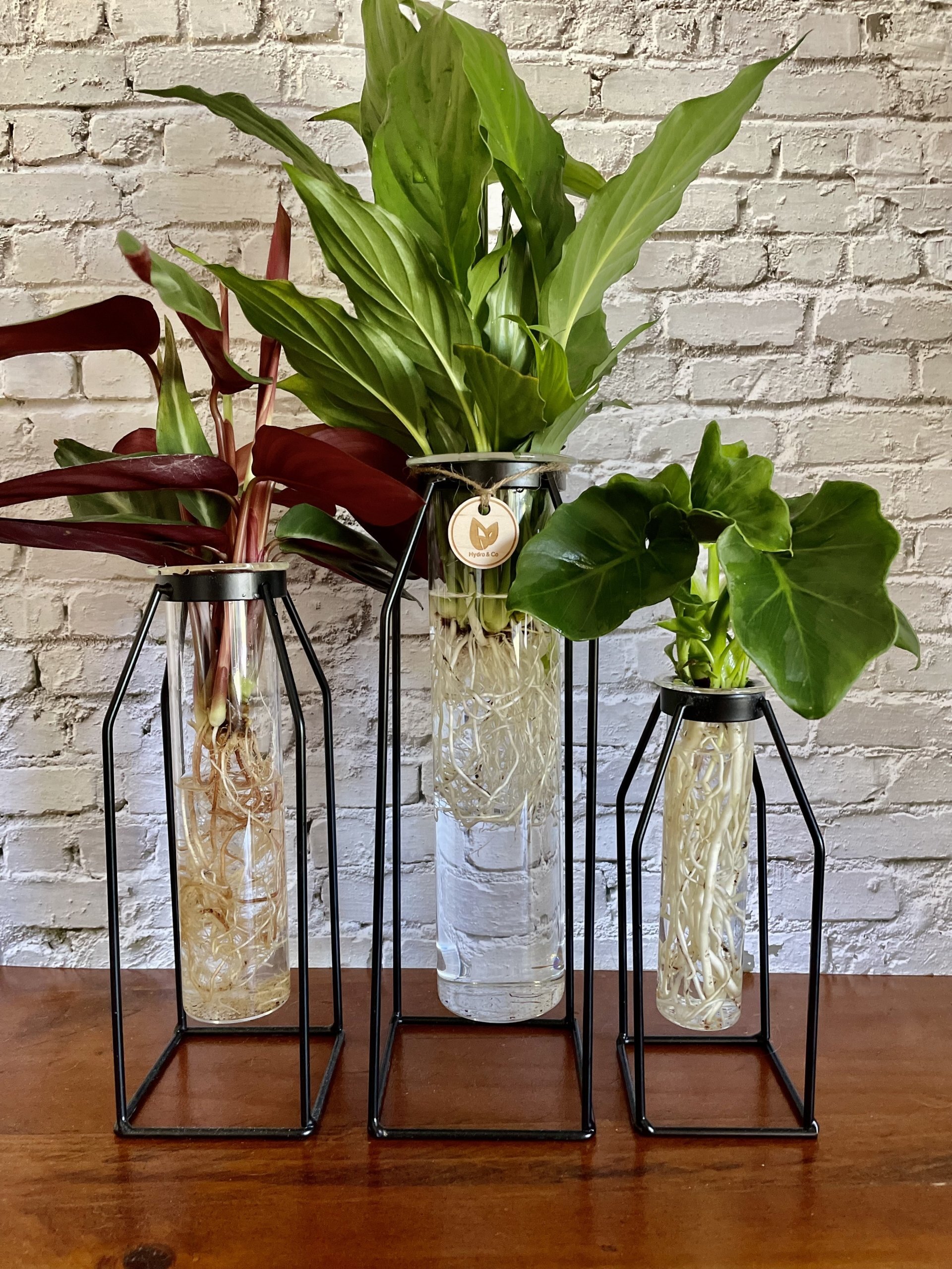 Test Tube and Stand (Small) - Hydro plant