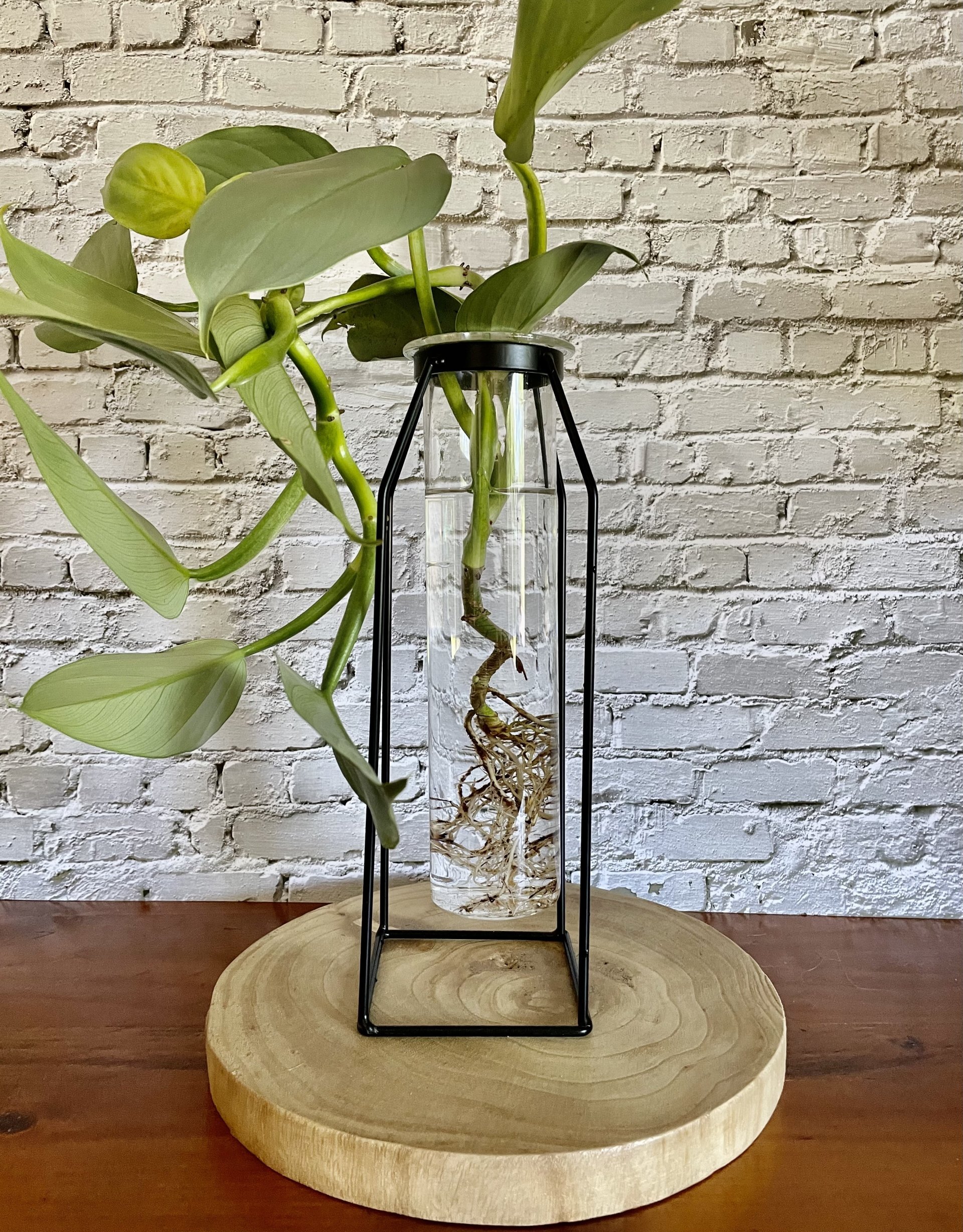 Test Tube and Stand (Medium)  - Hydro plant