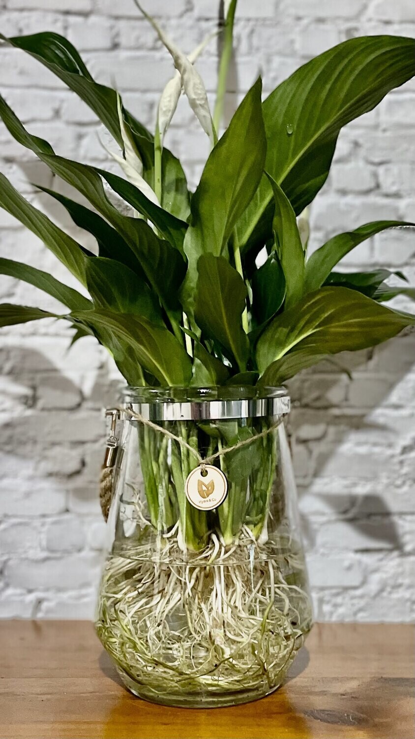 Peace Lily (Large) inc Hurricane Rope Vessel