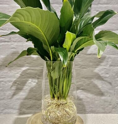 Peace Lily (Large) in Glass Torpedo Vessel