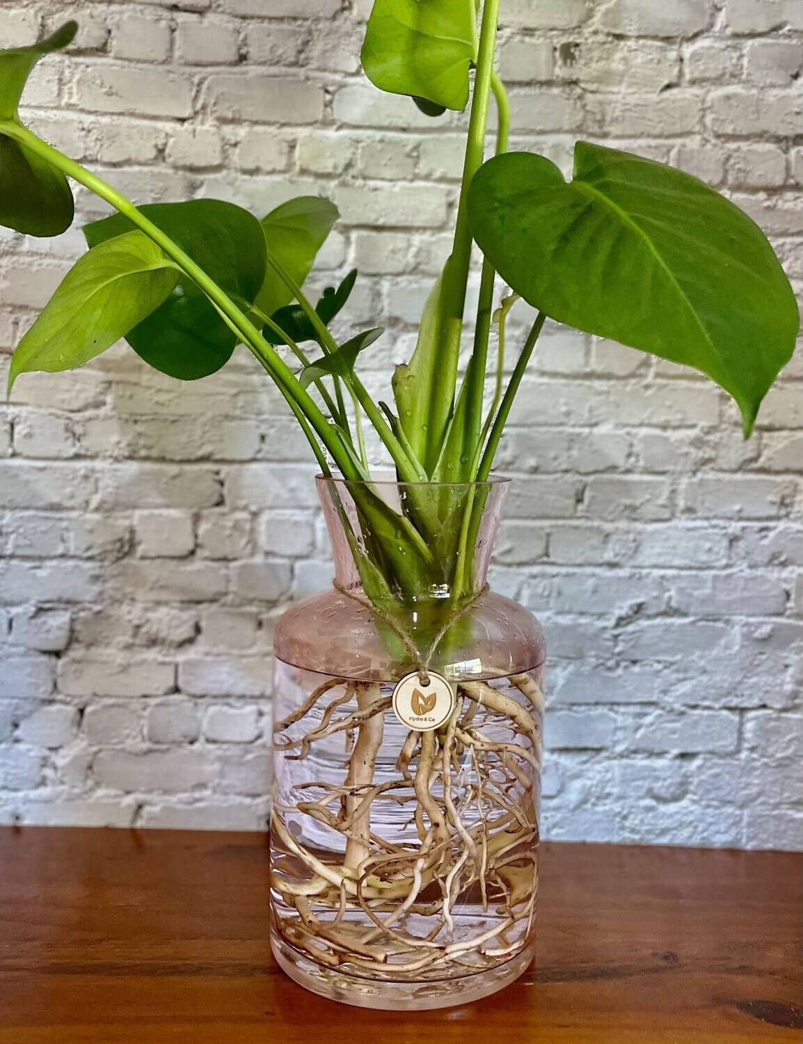 Monstera (Large) in Flared Glass Vase