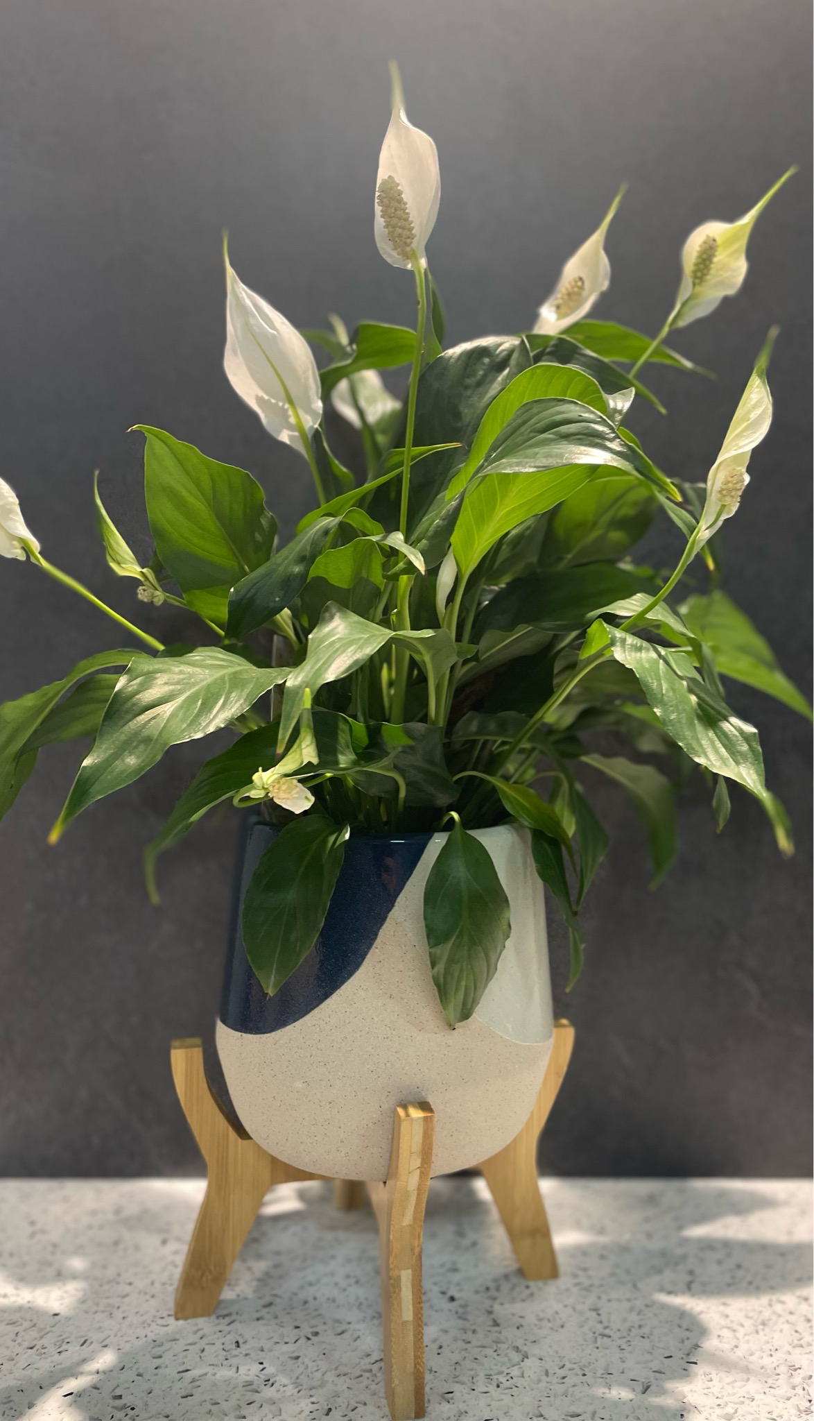 Danieka Large Planter with Legs (Sage/ Navy) 26cm h x 22cm w