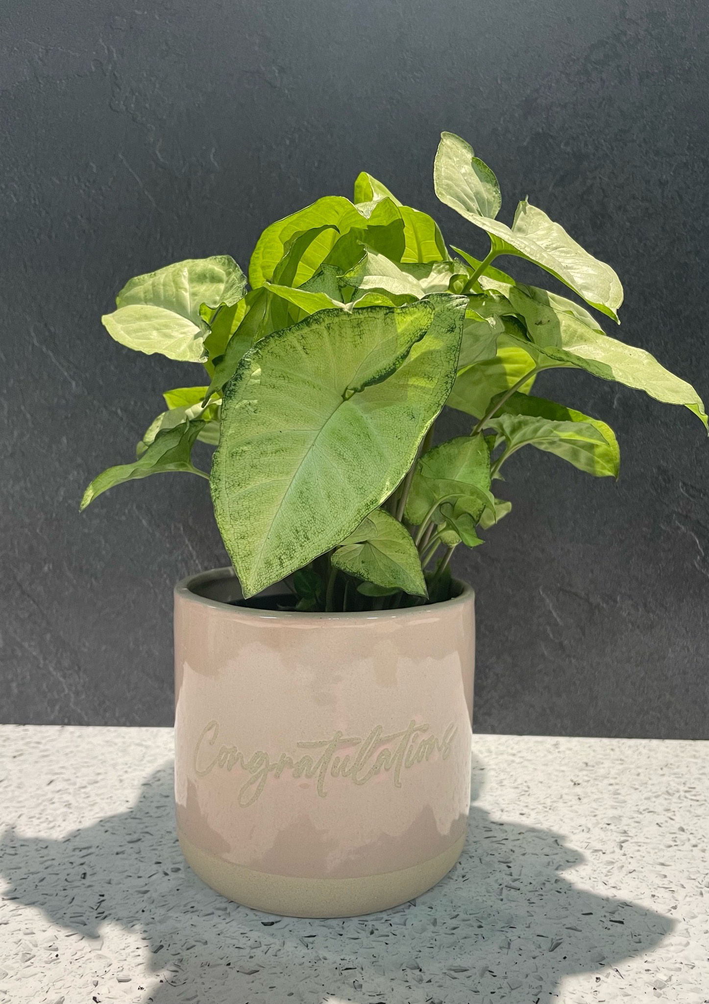 Congratulations Small Planter - Pink Sand - 13cm h x 14cm w