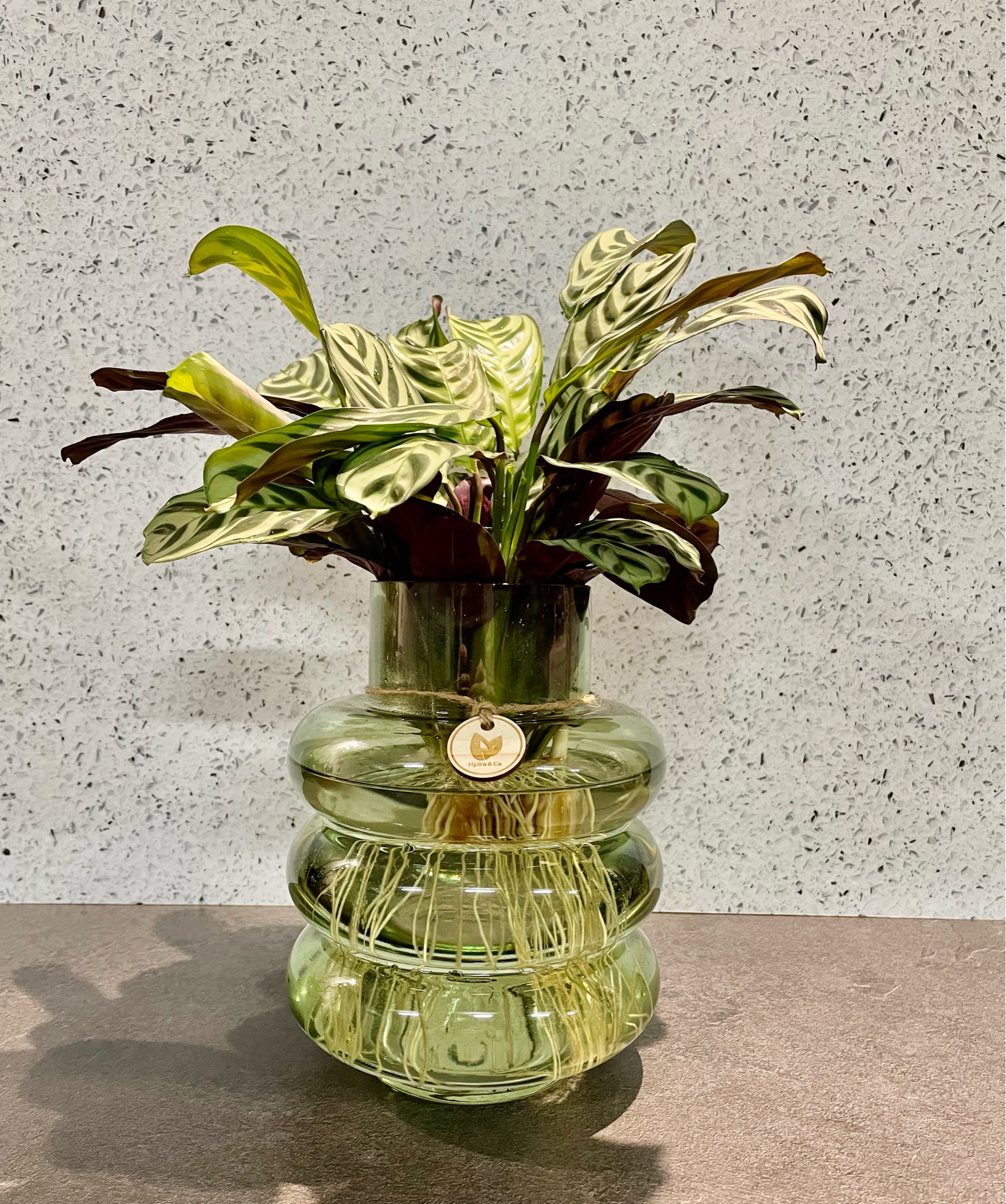 Medium Ctenanthe Burle Marxii in a Bubble Vase