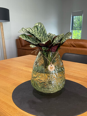 Ctenanthe Burle Marxii in a Floral Vase
